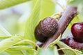 Ruined Cherries on a Tree in Australia