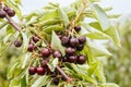 Ruined Cherries on a Tree in Australia