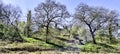 Ruined Dinefwr Castle overlooking the River Tywi - Llandeilo, Carmarthenshire, Wales, UK