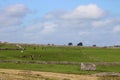 Ruined field barn, cattle, dry stone walls Cumbria