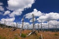 Ruined forest and amazing sky Royalty Free Stock Photo