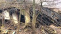 A ruined house in the forest. The roof and walls fell to the ground. Abandoned house. Everything around the house was overgrown