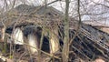 A ruined house in the forest. The roof and walls fell to the ground. Abandoned house. Everything around the house was overgrown