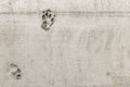 Ruined Repair work. Relationship human and pet. Cat or dog footprints on a uncured concrete. Naughty animal. Funny