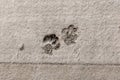 Ruined Repair work. Relationship human and pet. Cat or dog footprints on a uncured concrete. Naughty animal. Funny