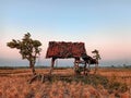 Ruined shack in the middle of rice field.