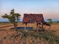 Ruined shack in the middle of rice field.