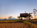 Ruined shack in the middle of rice field.