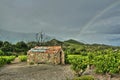 Ruined stone hut isolated in vine