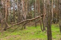 Ruined storm forest Royalty Free Stock Photo