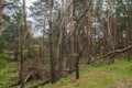 Ruined storm forest Royalty Free Stock Photo