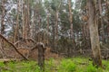 Ruined storm forest Royalty Free Stock Photo