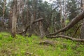 Ruined storm forest Royalty Free Stock Photo