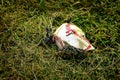 Ruined Torn Baseball Broken Ball in the Grass