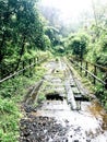 Ruined wooden bridge in a humid tropical forest