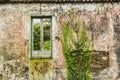 Ruins of an abandoned house in Sao Rogue on Sao Miguel