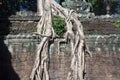 Ruins of ancient Angkor temple Ta Phrom