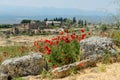 Ruins of the ancient Greco Roman city Hierapolis with blooming poppy flowers, Pamukkale, Turkey. Nature landscape