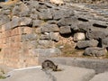 Ancient Greek Stone Wall and a Grey Tabby Cat, Sanctuary of Apollo, Mount Parnassus, Greece Royalty Free Stock Photo