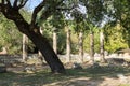 Ruins of the ancient Olympia, Peloponnes, Greece