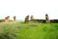 The ruins of an ancient sanctuary with the remains of walls and menhirs lying in the steppe tied with ritual ribbons