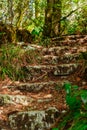 Ruins of an ancient staircase in the jungle Royalty Free Stock Photo