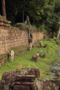 Ruins in Angkor Wat