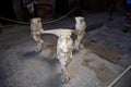 Lion table legs in the once buried Roman city of Pompeii south of Naples under the shadow of Mount Vesuvius