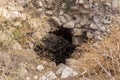 The  ruins of the crusader fortress - Templar - Toron des Chevaliers of the 12th century. Captured and destroyed Salah ad Din. Royalty Free Stock Photo