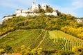 ruins of Falkenstein Castle with vineyard in autumn, Lower Austr