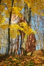 Ruins in the forest surrounded by trees.Old abandoned castle ruins in the forest