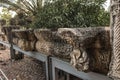 Ruins of the great synagogue of Capernaum Royalty Free Stock Photo