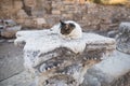 Ruins of greek city Ephesus Royalty Free Stock Photo