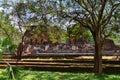 Ruins hidden behind tropical jungle tree Royalty Free Stock Photo