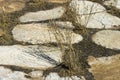 Ruins of Kanyaka Station, Flinders Ranges, South Australia Royalty Free Stock Photo