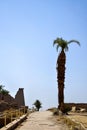 Ruins of Karnak Temple complex with palm trees (ancient Thebes). Luxor, Egypt, museum, travel. Royalty Free Stock Photo