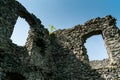 Young tree growing on ruins of Nevitsky Castle near Nevitske village, Zakarpattia, Ukraine