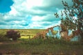 Ruins of an old abandoned house in the summer landscape, color p Royalty Free Stock Photo