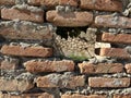 Ruins of an old fortress, a hole in the stone. Hole in the ancient fortress wall. Brick structure with a through hole Royalty Free Stock Photo