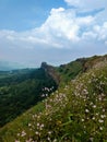 Ruins of old fortress structure of Fort  with small flowers Royalty Free Stock Photo