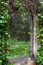 Ruins of an old house in a forest, overgrown with grass, empty window, power of nature Royalty Free Stock Photo