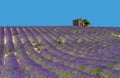 Ruins of an old rustic stone house on a lavender field.