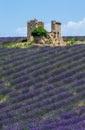 Ruins of an old rustic stone house on a lavender field.