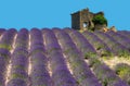 Ruins of an old rustic stone house on a lavender field.