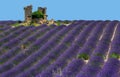 Ruins of an old rustic stone house on a lavender field.