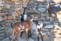 Ruins of old stome farm shed with goat Royalty Free Stock Photo