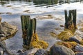 Ruins of an old wood pier near the shore of Penobscot Bay in Maine in the early morning light Royalty Free Stock Photo