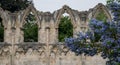 The ruins of St Mary`s Church in York, UK, with trees in the background and blue ceanothus flowers in the foreground. Royalty Free Stock Photo