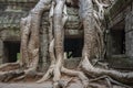Ruins of Ta Prohm - Angkor Wat - Cambodia Royalty Free Stock Photo