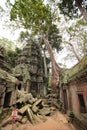 Ruins of Ta Prohm, Angkor Wat, Cambodia Royalty Free Stock Photo